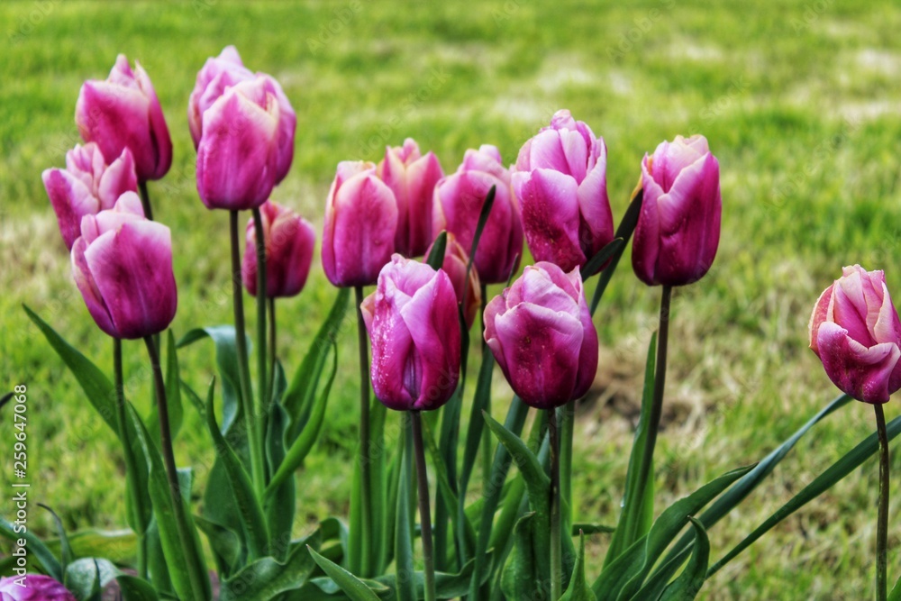 Pink tulips on green background in early morning Pink tulips on green background in early morning