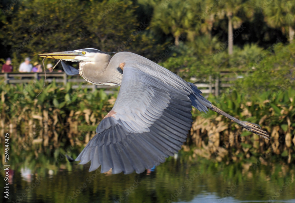 Obraz premium The Great Blue Heron in the Florida Everglades
