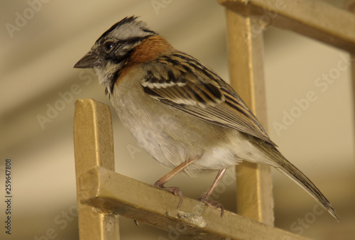 The Rufous-collared Sparrow: Birds from the Mountains of Quito, Ecuador: