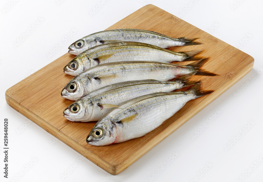 Fresh Caught Bogue Fish Or Boops Boops fish on wooden cutting board Fresh Caught Bogue Fish Or Boops Boops fish on wooden cutting board