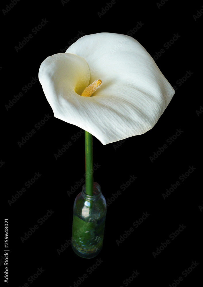 Flor de cala o cartucho de color blanco y fondo negro 2 foto de Stock |  Adobe Stock