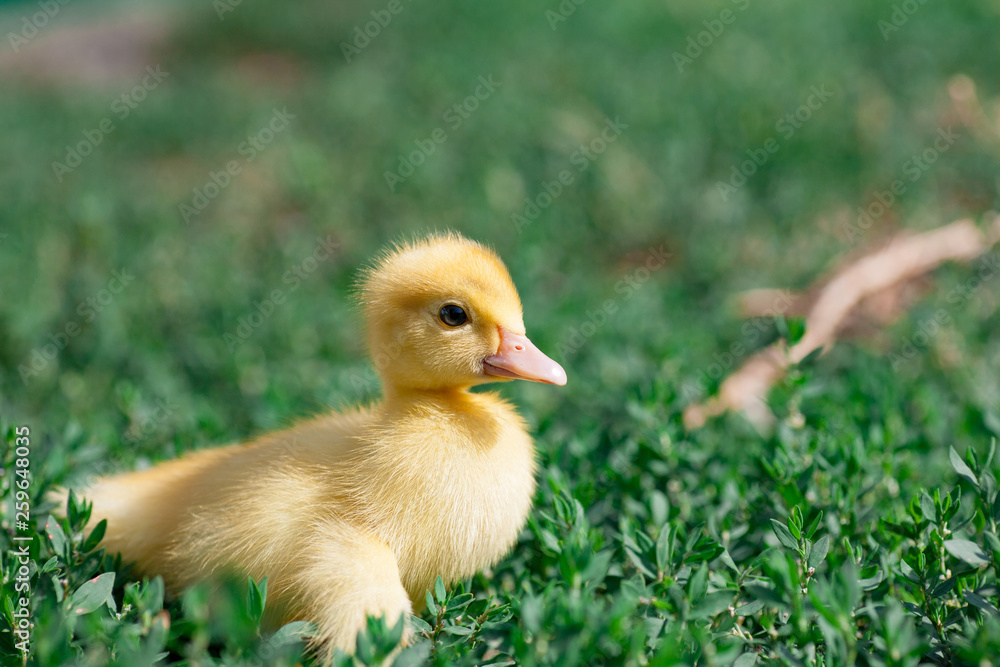 Little yellow ducklings on hay Little yellow ducklings on hay