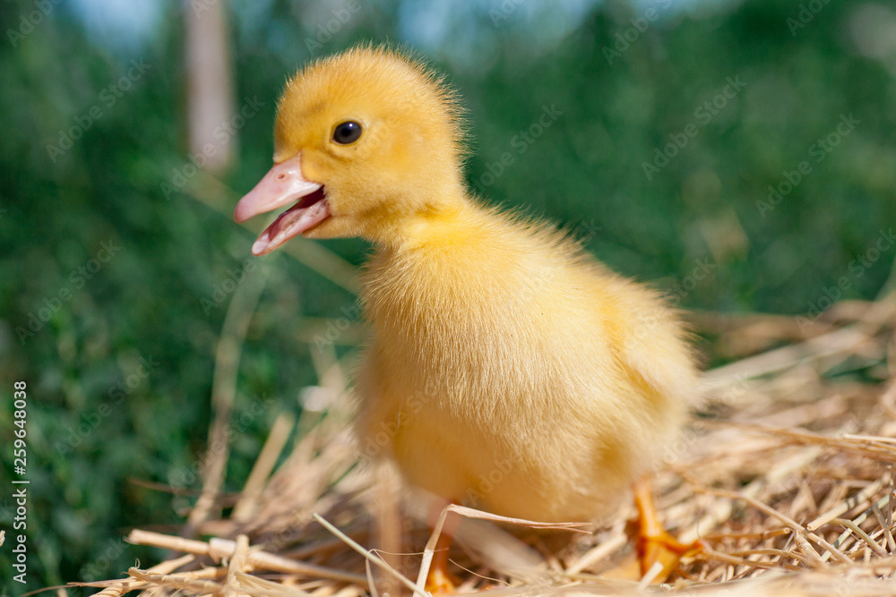 little duckling newly hatched at warm cozy nest. little duckling newly hatched at warm cozy nest.