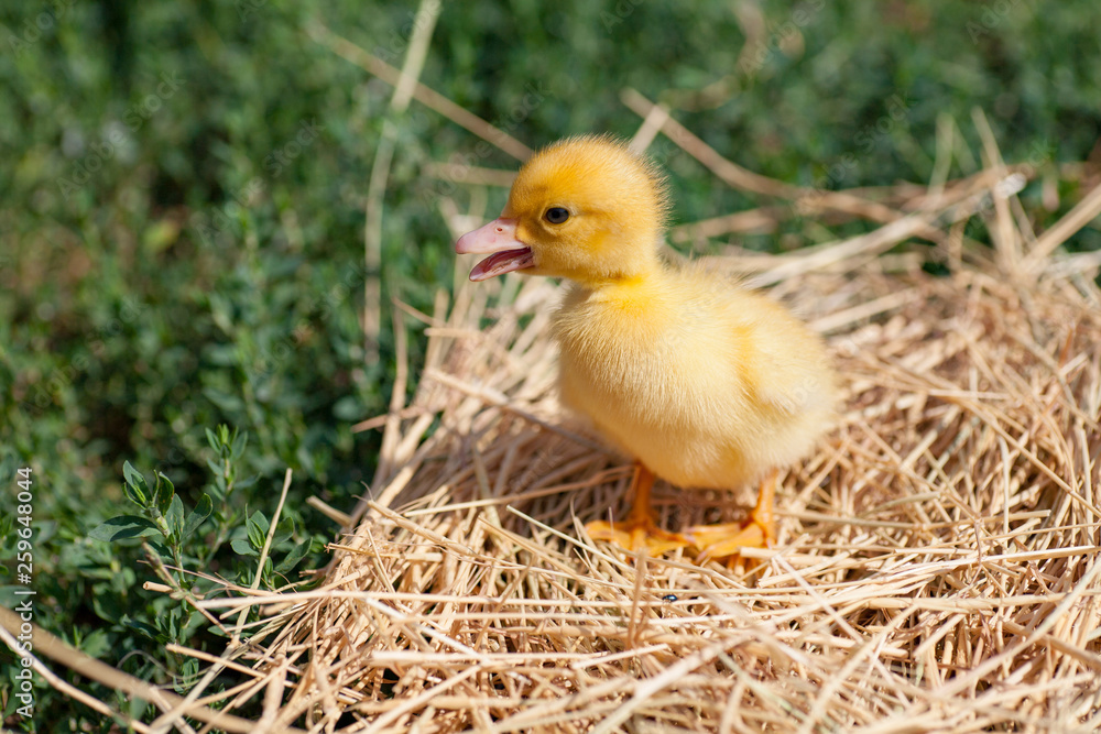 little duckling newly hatched at warm cozy nest.
