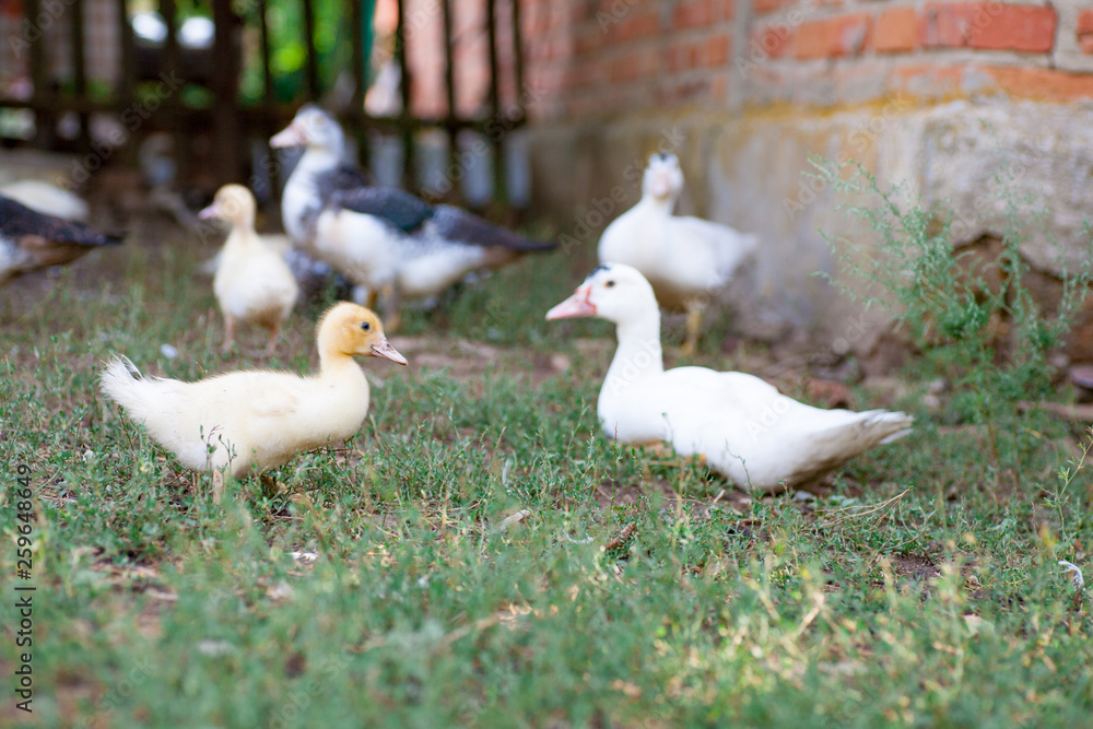 Mother duck with her cute ducklings Mother duck with her cute ducklings