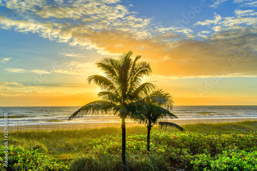 Lone Palm Tree at Sunrise on Cocoa Beach, Florida