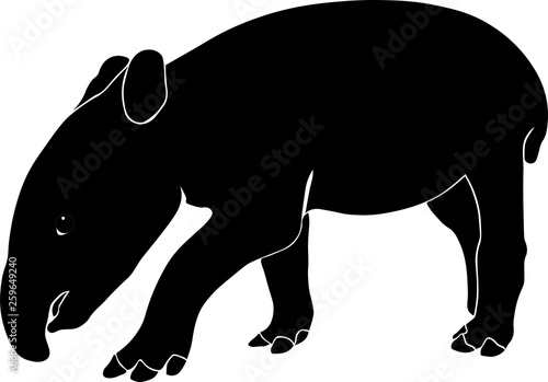 Tapir