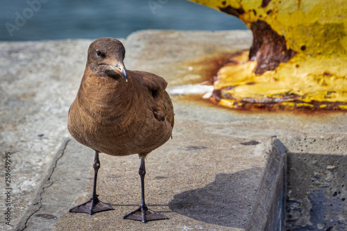 Sooty Shearwater standing on a concrete pier.
