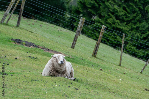 Wooly Sheep Lying on the Grass near Taupo in New Zealand