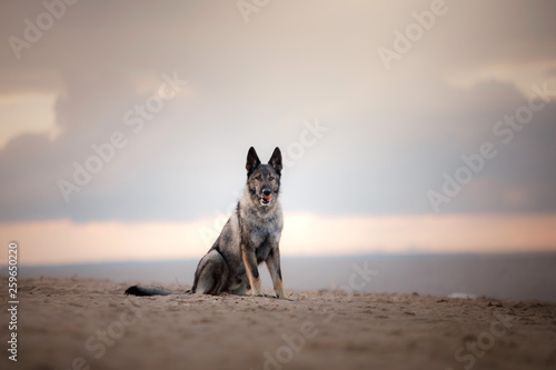the dog is running. German Shepherd playing on the beach on sun, Pet on the nature of the sea © annaav