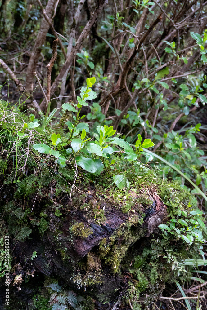 Fototapeta premium Leaves in Forest at Tongariro National Park in New Zealand