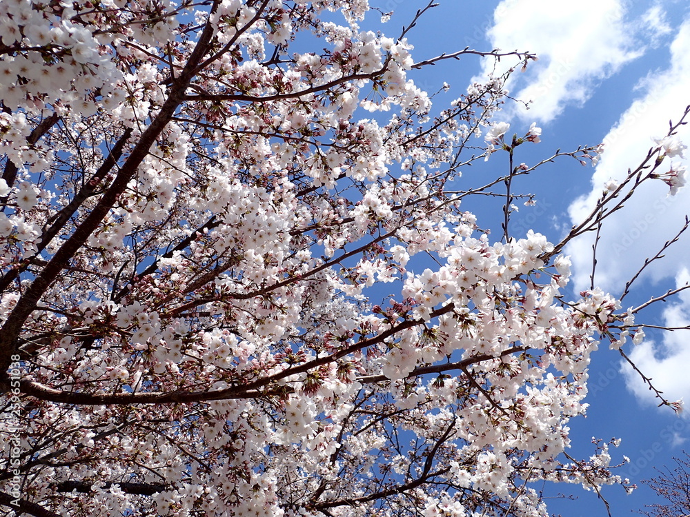 日本の春の桜の花 日本の春の桜の花