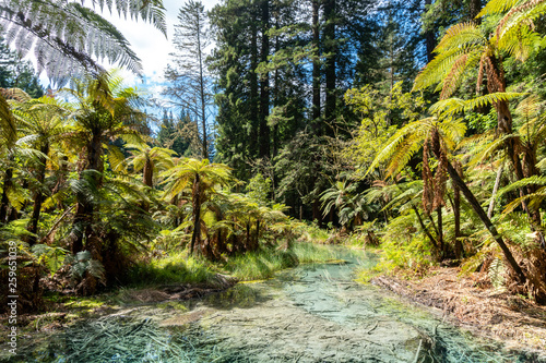 Small stream between tree ferns in forest near Rotorua in New Zealand
