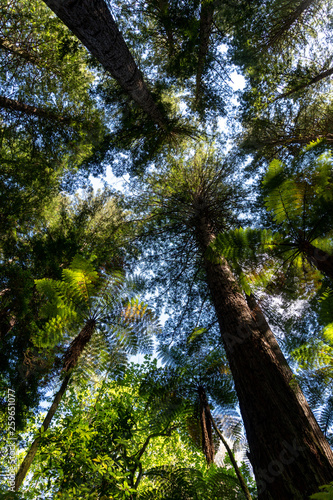 Giant Green Fern Trees in Redwoods Whakarewarewa Forest in Rotorua  New Zealand