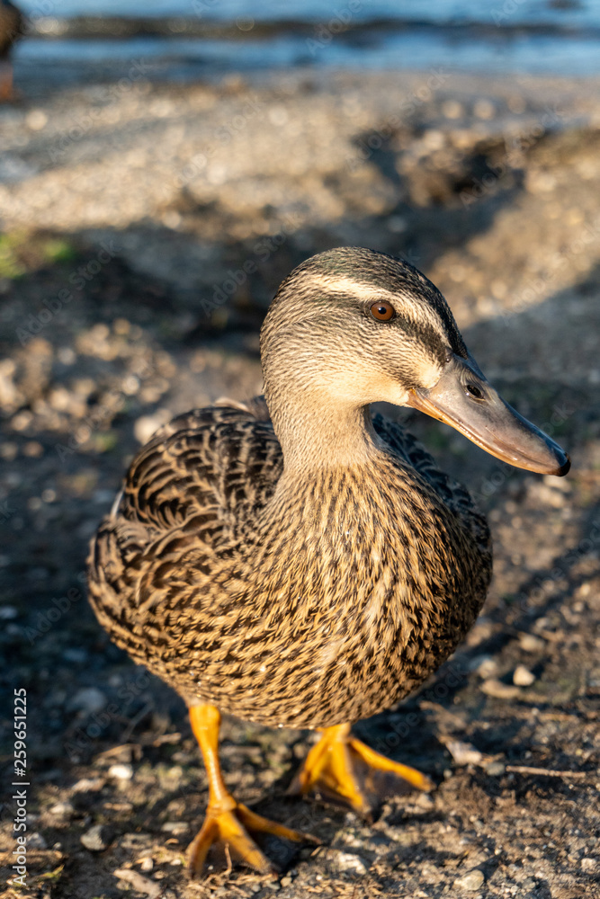 Duck Close-up Portrait near Rotorua in New Zealand Duck Close-up Portrait near Rotorua in New Zealand