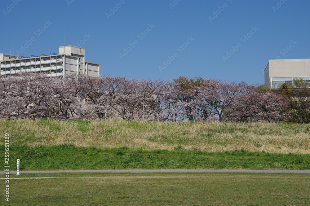 桜並木 桜並木
