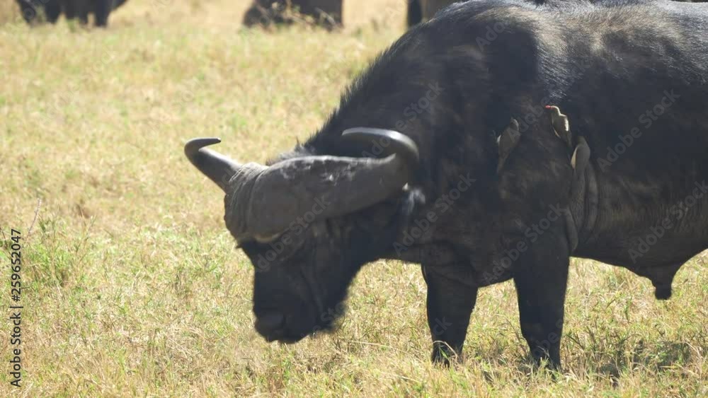 a wide shot of oxpecker birds on an african buffalo at ngorongoro crater in tanzania a wide shot of oxpecker birds on an african buffalo at ngorongoro crater in tanzania