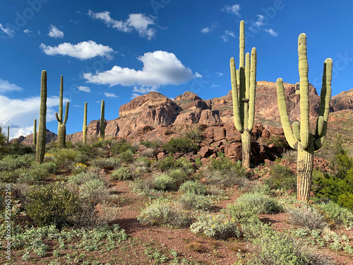 Saguaro Cactus at Estes Canyon Arizona © Melinda Fawver