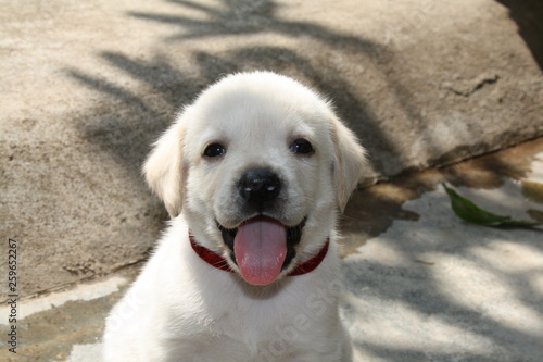 happy puppy, lab, retriever, mammal, pet, cute, adorable, labrador, animal, white puppy