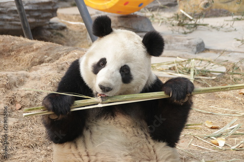 Giant Panda is Eating Bamboo, China