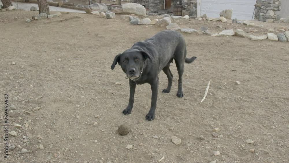 The black Labrador dog is waiting for playing with the ball. 4K/ 10bit/ ProRes 422HQ/ BT.2020 The black Labrador dog is waiting for playing with the ball. 4K/ 10bit/ ProRes 422HQ/ BT.2020