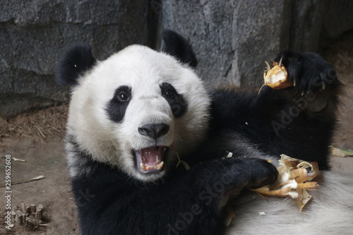 Happy Panda name "Wen Hui" Shanghai, China