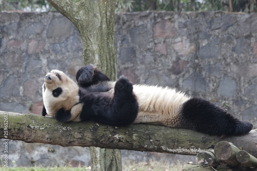 Giant Panda is Relaxing on the Ground, China