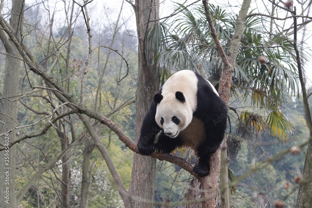 Naklejka premium Giant Panda on the Tree, China