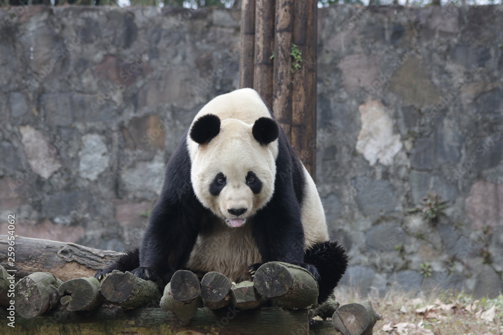 Fototapeta premium Funny Giant Panda is Pulling Out his Tongue, China