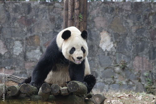 Giant Panda Sitting in the Playground