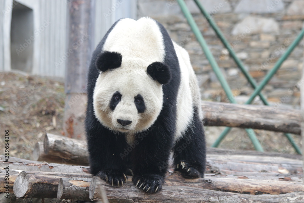 Fototapeta premium Giant Panda is Looking at the Camera, China