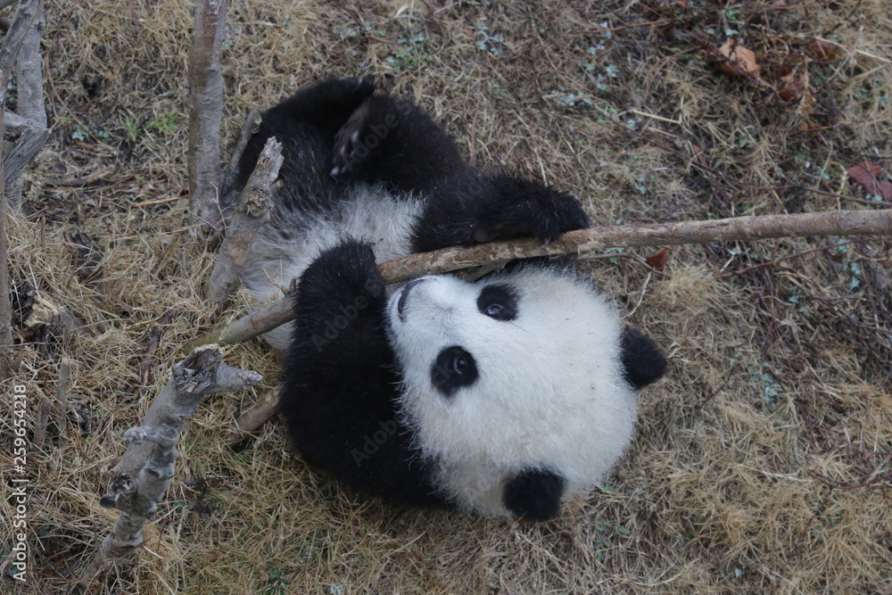 Fototapeta premium Little Baby Panda Cub is trying to Break the Tree, China