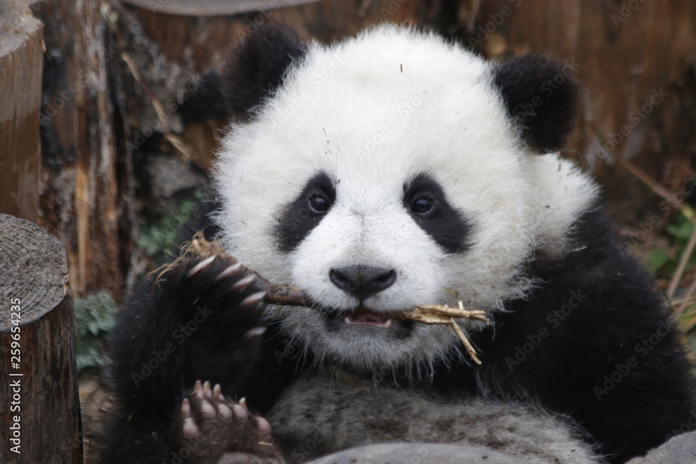 Fototapeta premium Bliska Fluffy Face Little Baby Panda Cub z bambusowym kijem
