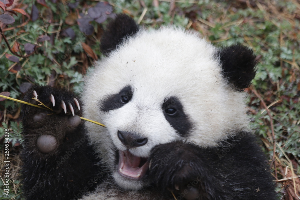 Fototapeta premium Close up Little Baby Panda Cub, China