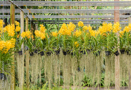 Beautiful orchid flower and green leaves background in the garden