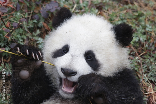 Close up Little Baby Panda Cub  China