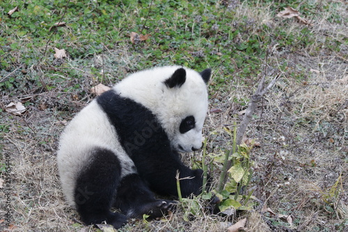 Fototapeta Naklejka Na Ścianę i Meble -  Little Panda is Playing with a Tiny Tree, China