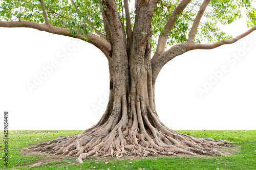 Trunk and big tree roots spreading out beautiful in the tropics. The concept of care and environmental protection.