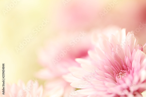 Fotografija Beautiful soft pink flowers with a blurred yellow background with plenty of room for text