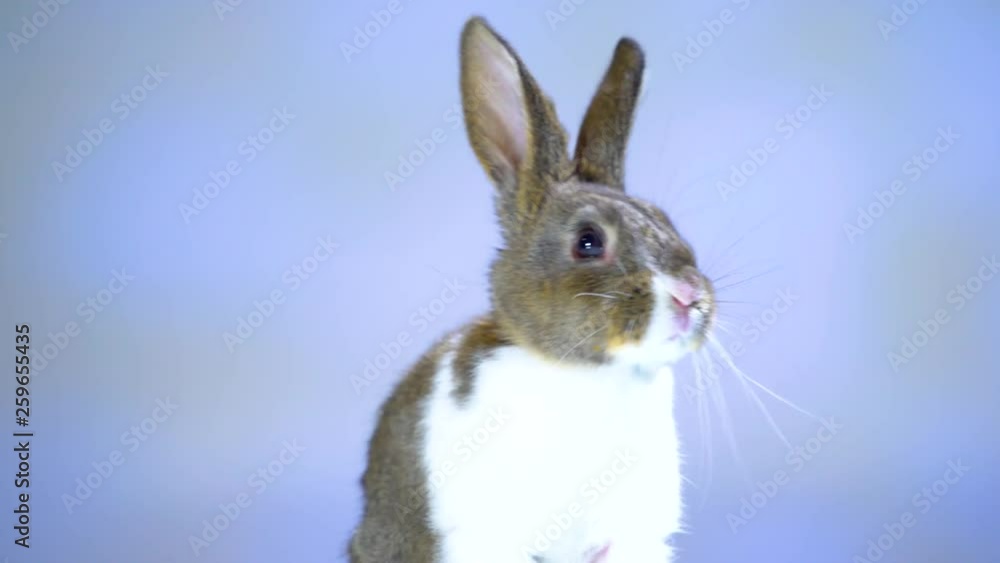 Cute little bunny rabbit on white blue background. Small white and gray rabbit isolated on white background. Easter symbol. Beautiful lovely pet. Cute little bunny rabbit on white blue background. Small white and gray rabbit isolated on white background. Easter symbol. Beautiful lovely pet.