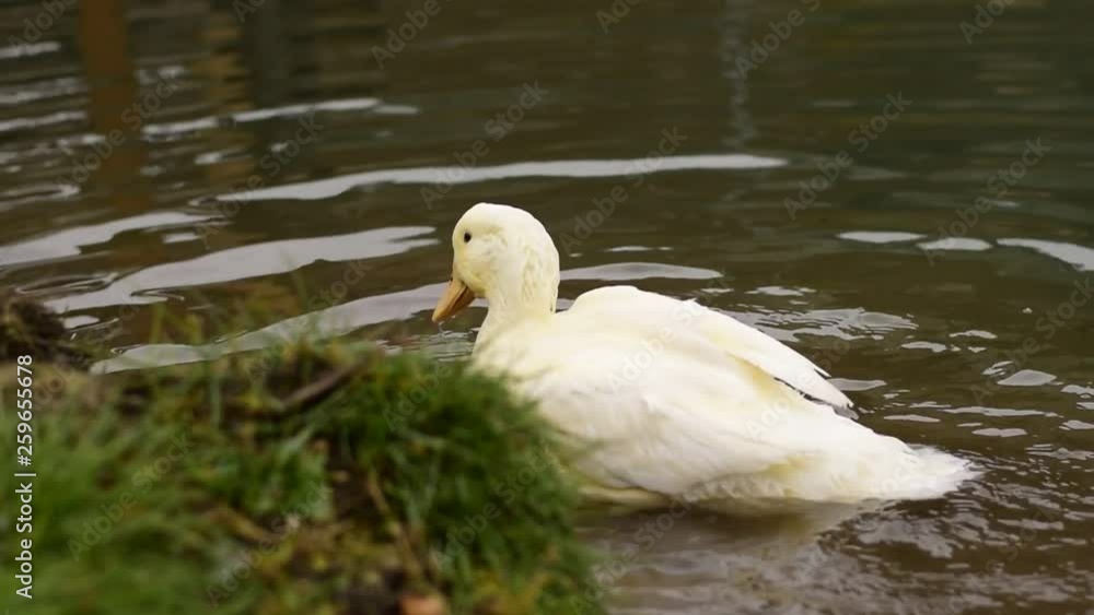 White duck on the pond washes, washes his head, throwing splashes in all directions White duck on the pond washes, washes his head, throwing splashes in all directions