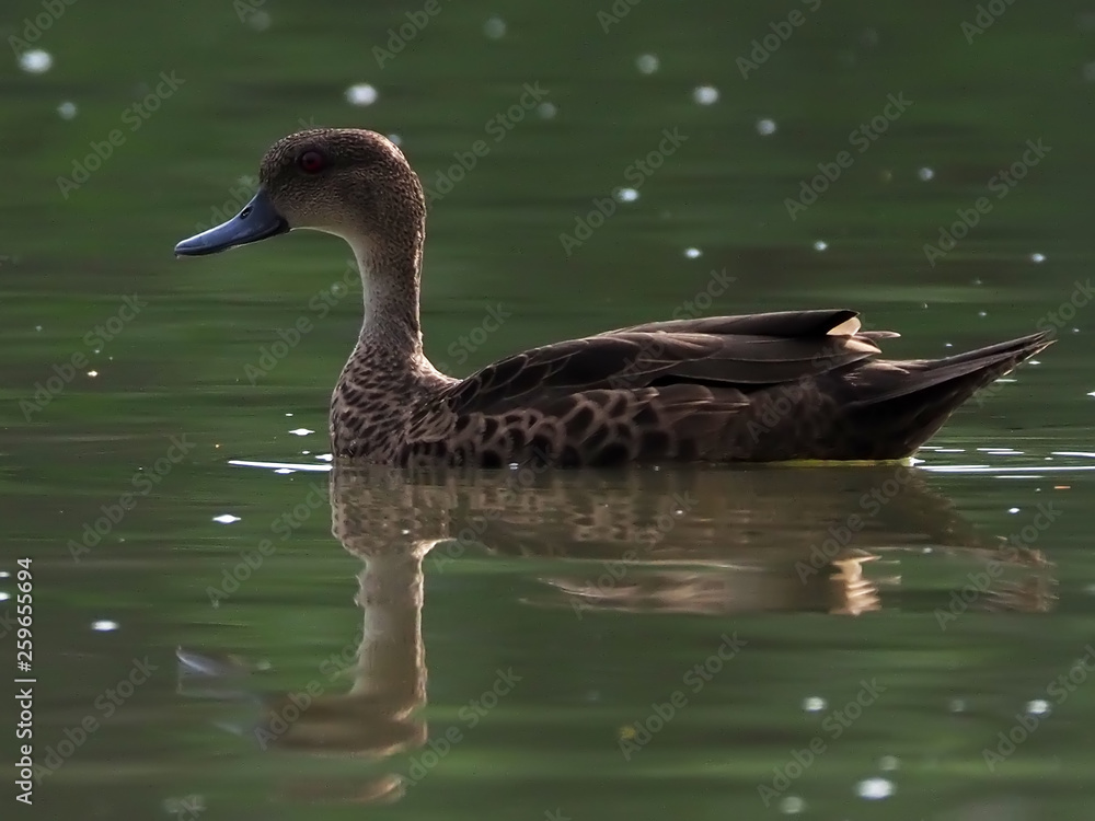 Sunda Teal, the duck is swimming Sunda Teal, the duck is swimming