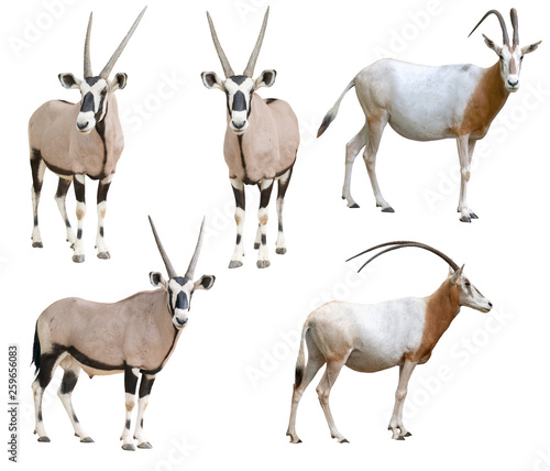 scimitar horned oryx and gemsbok isolated