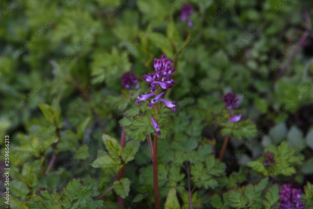 Fumewort (Corydalis incisa) flowers Fumewort (Corydalis incisa) flowers