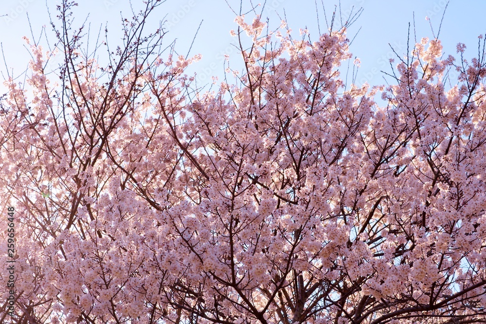 風景　さくら　満開　杤木