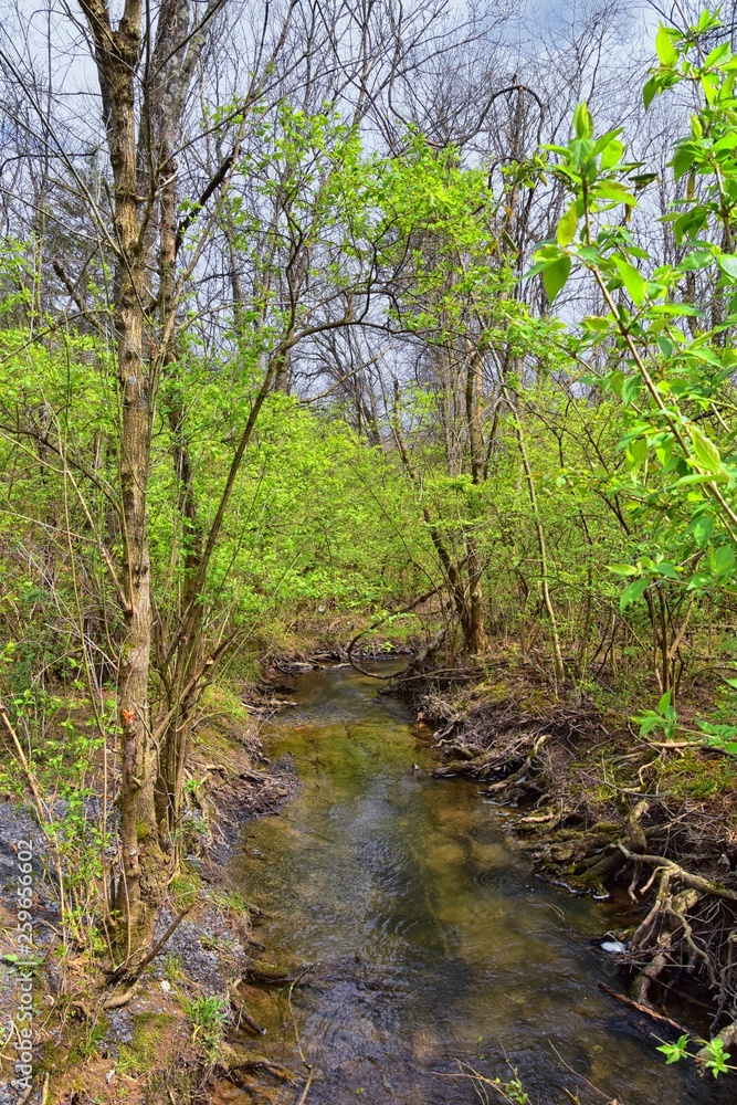Views of Nature and Pathways along the Shelby Bottoms Greenway and Natural Area Cumberland River frontage trails, bottomland hardwood forests, open fields, wetlands, and streams, Nashville, Tennessee. Views of Nature and Pathways along the Shelby Bottoms Greenway and Natural Area Cumberland River frontage trails, bottomland hardwood forests, open fields, wetlands, and streams, Nashville, Tennessee.