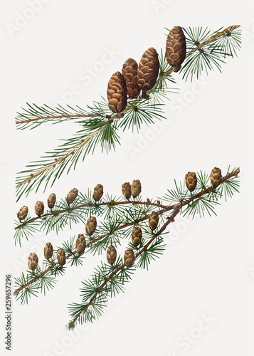 European larch tree