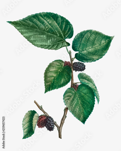 Mulberries on a branch