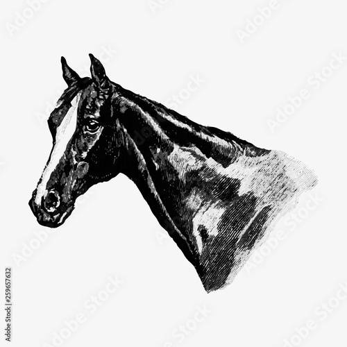 Vintage horse head illustration