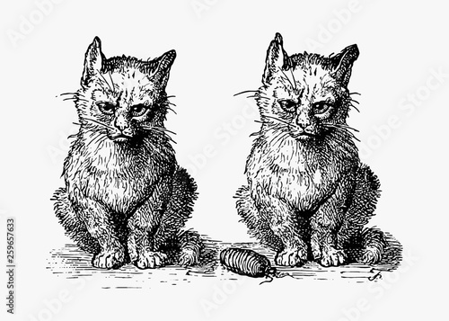Vintage cats illustration